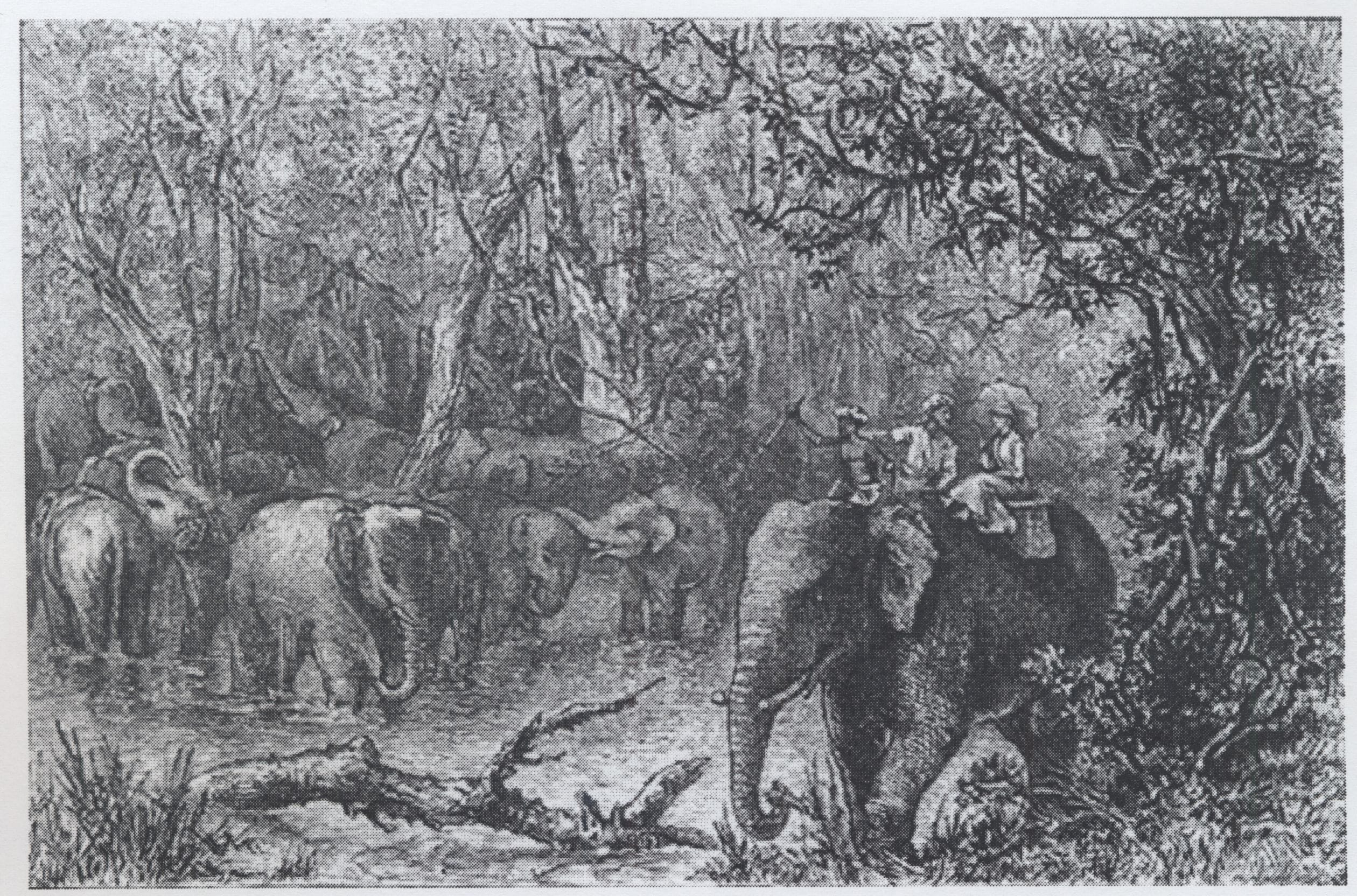 Several people ride an elephant near a herd of elephants in a dense, forested area with trees and water.